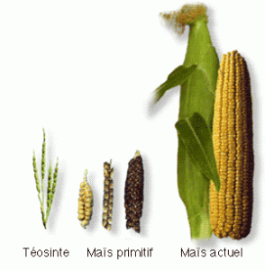 Evolution of Maize