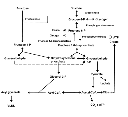 glucose and fructose metabolism