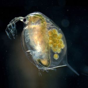 Daphnia magna female adult